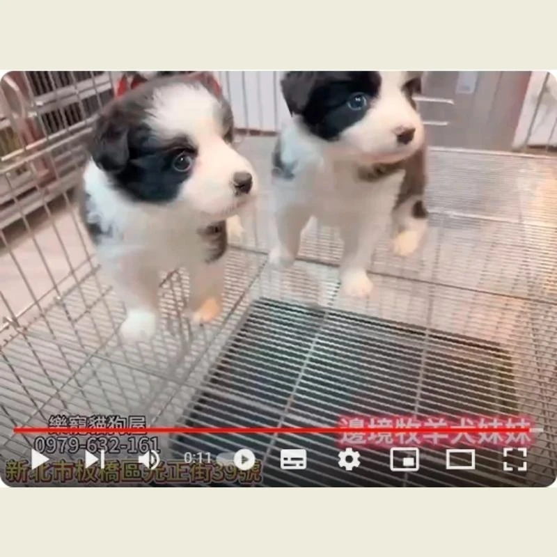 邊境牧羊犬妹妹,牧羊犬,牧羊犬幼犬