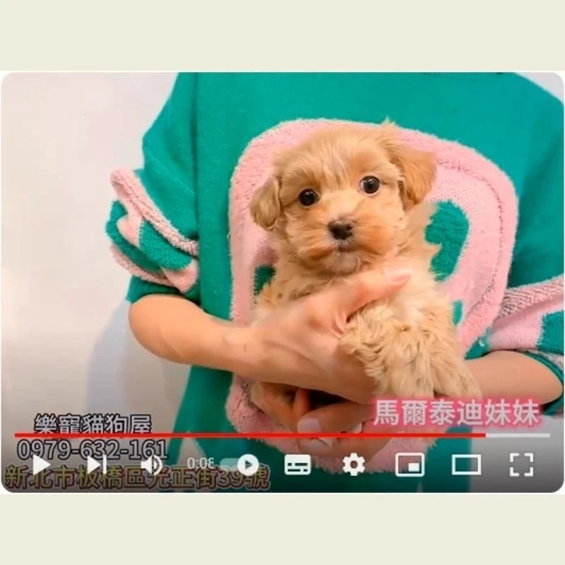 馬爾泰迪妹妹