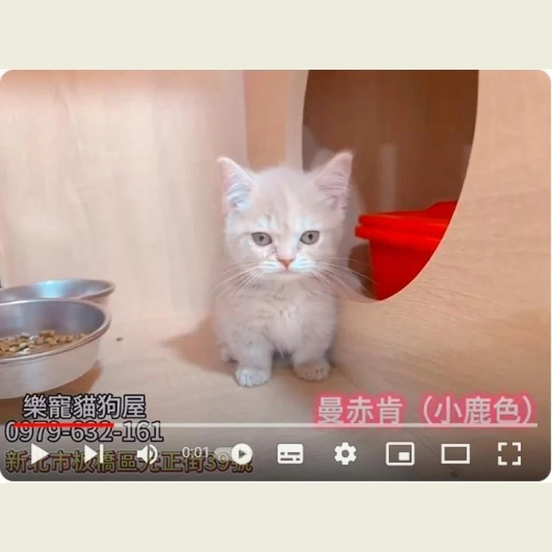 曼赤肯小鹿色,曼赤肯幼貓