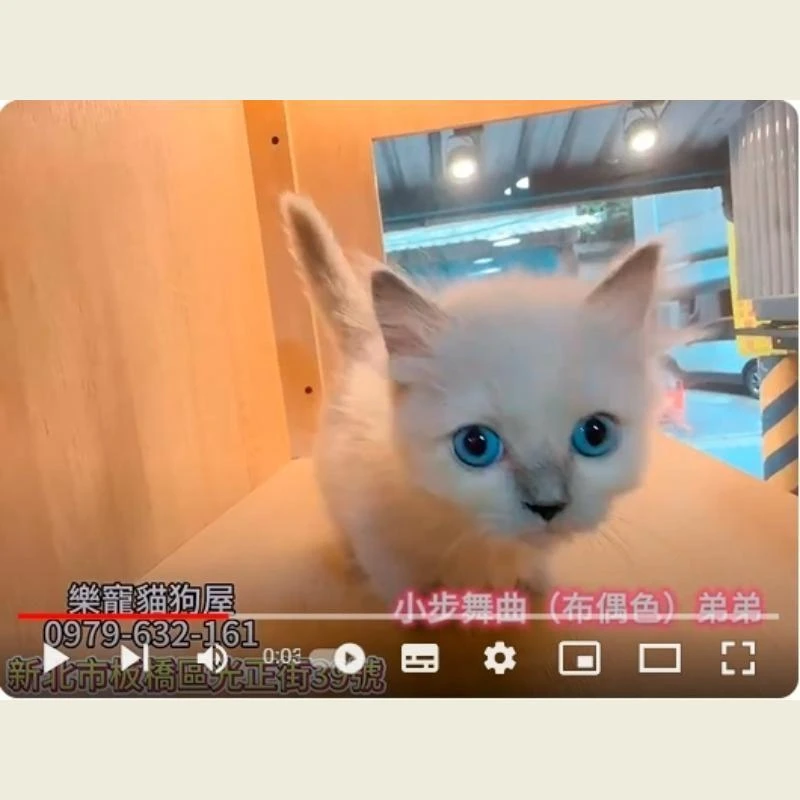 小步舞曲布偶色弟弟,小步舞曲幼貓