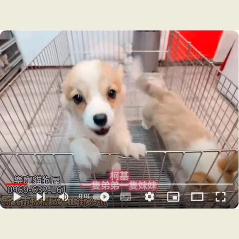 柯基弟弟妹妹,柯基幼犬