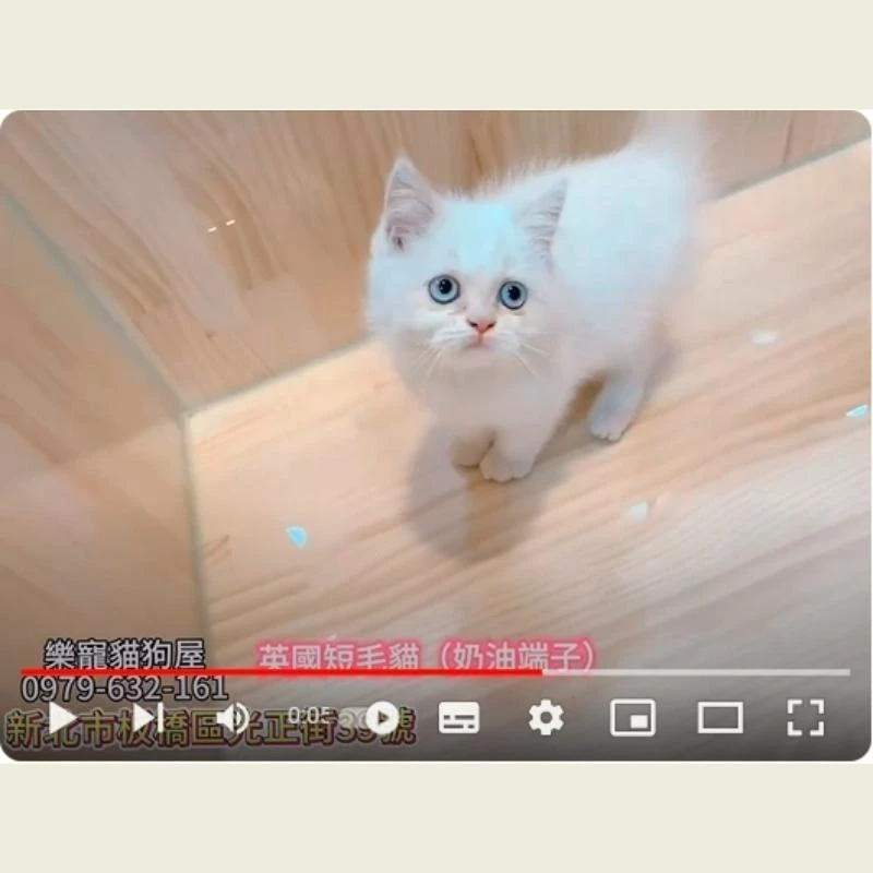 英國短毛貓奶油端子,英短,英短幼貓