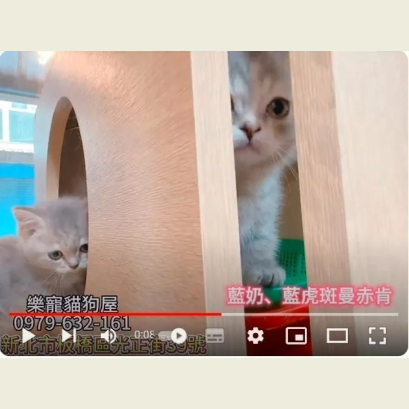 藍奶,藍虎斑曼赤肯,曼赤肯幼貓