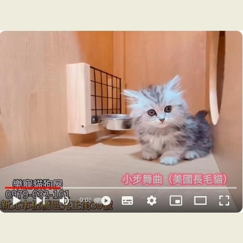 小步舞曲英國長毛貓,英長,英長幼貓