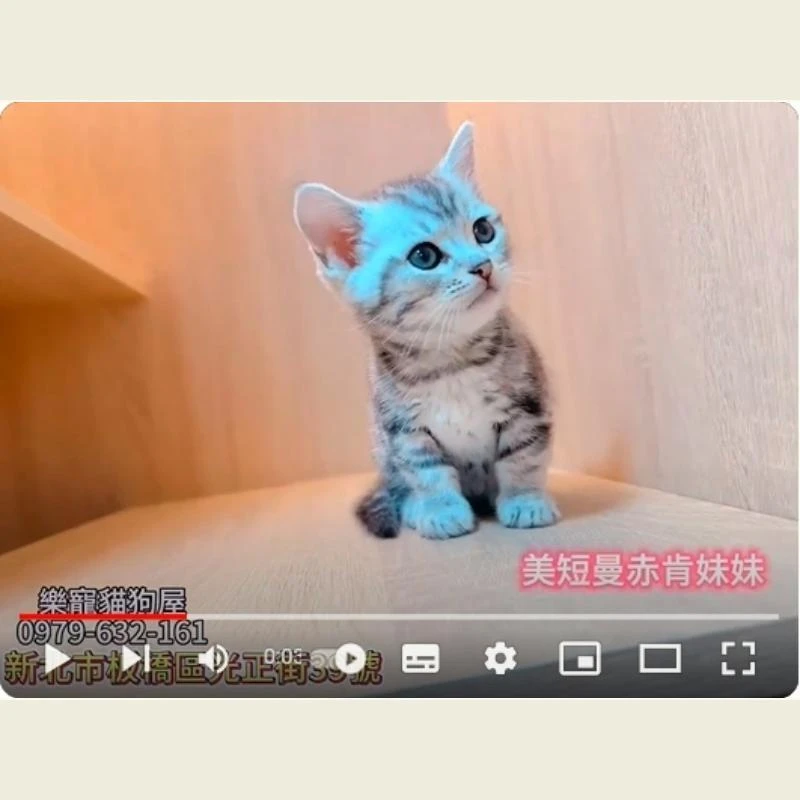 美短曼赤肯妹妹,美短,曼赤肯