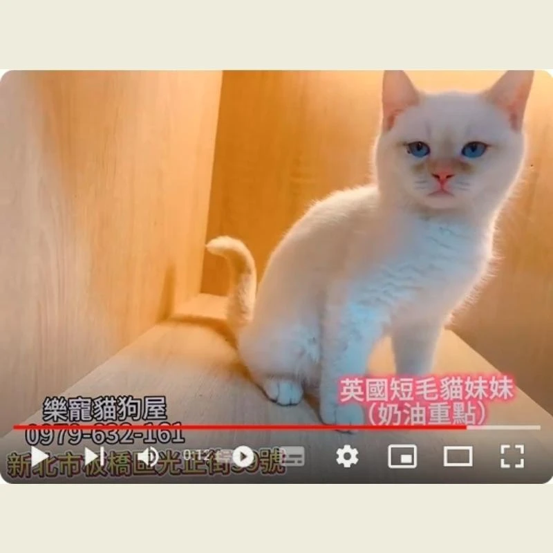 英國短毛貓妹妹,英短,英短幼貓