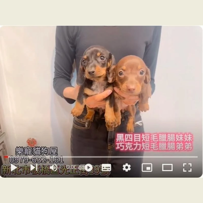 臘腸弟弟妹妹,臘腸犬,臘腸幼犬