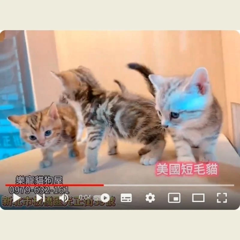 美國短毛貓,美短,美短幼貓