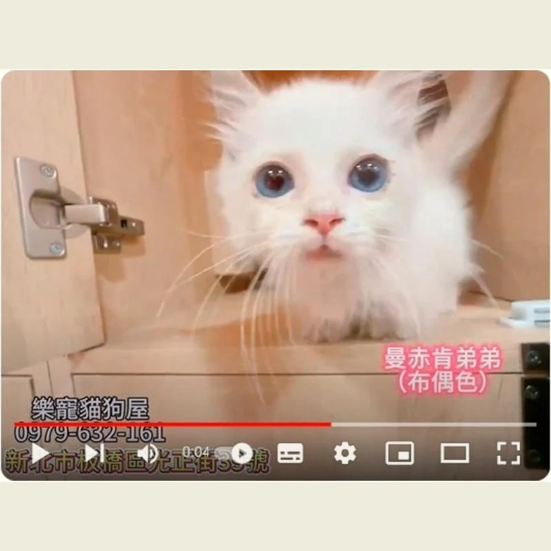 曼赤肯弟弟布偶色,曼赤肯,曼赤肯幼貓