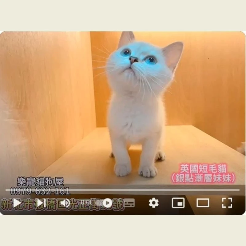英國短毛貓,英短,英短幼貓