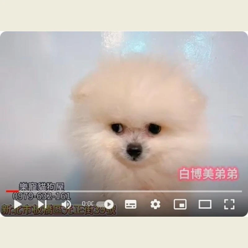 白博美弟弟,白博美,白博美幼犬