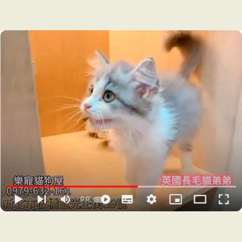 英國長毛貓弟弟,英長,英長幼貓