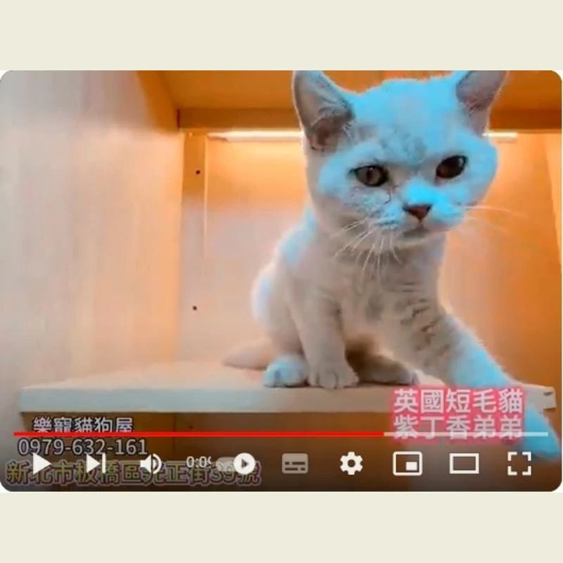 英國短毛貓紫丁香弟弟,英短,英短幼貓