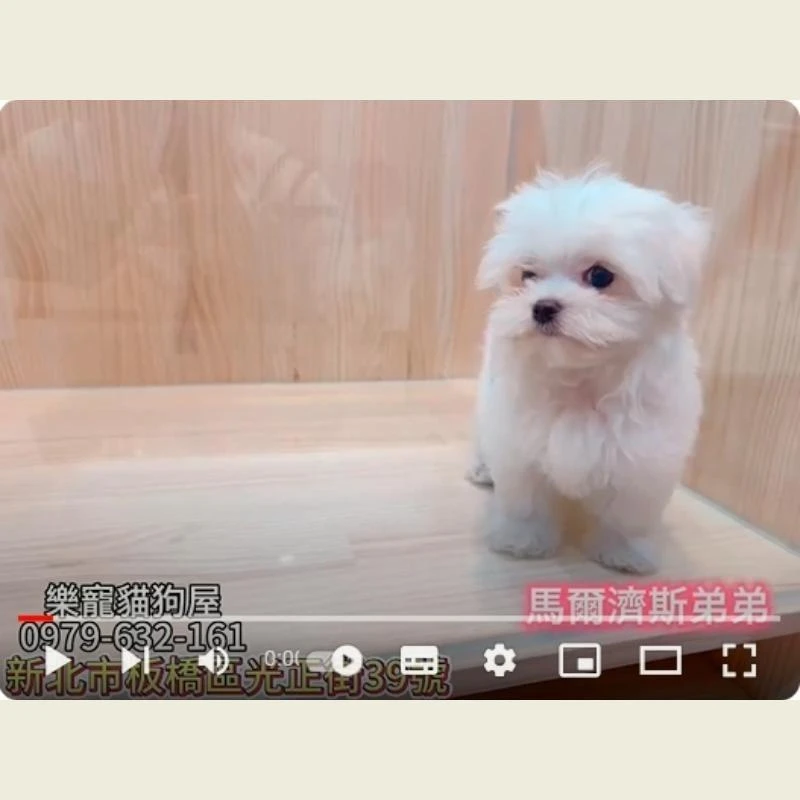 馬爾濟斯弟弟,馬爾濟斯,馬爾濟斯幼犬