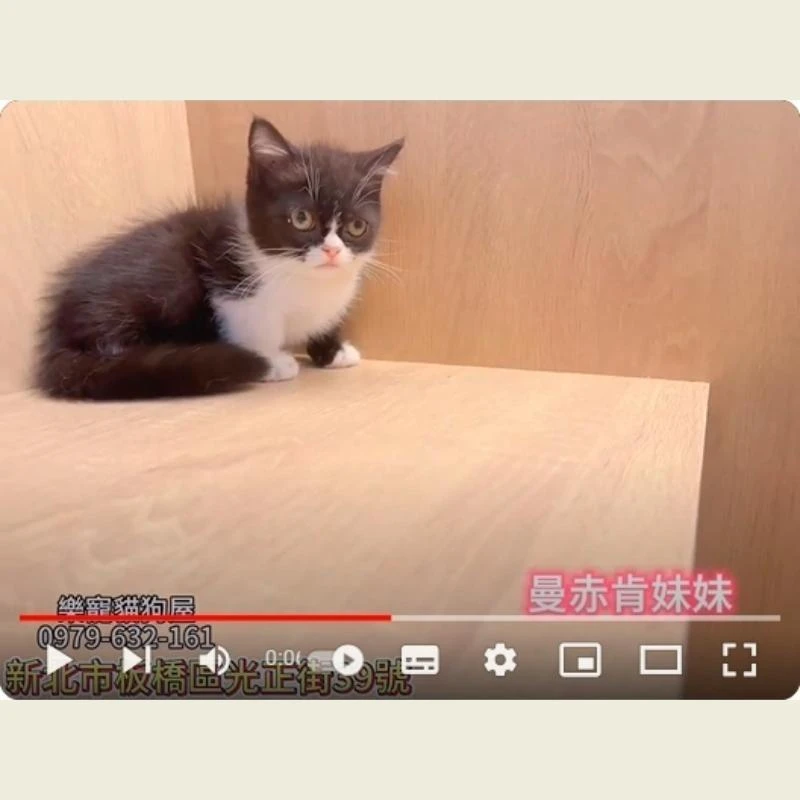 曼赤肯妹妹,曼赤肯,曼赤肯幼貓