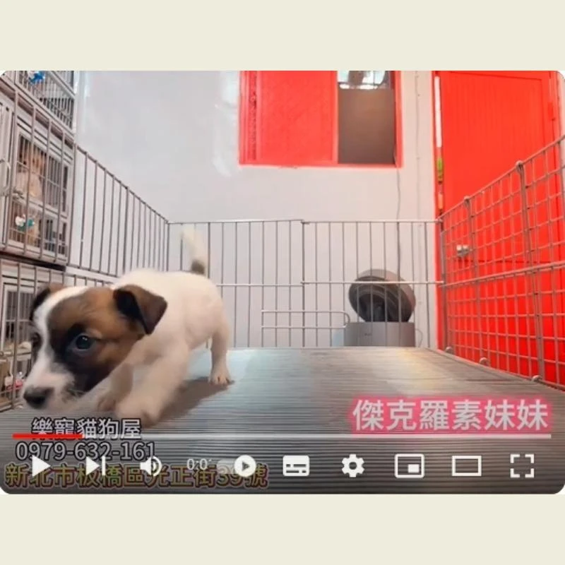 傑克羅素妹妹