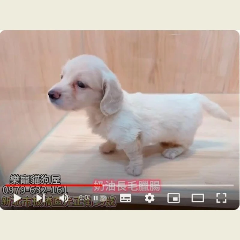 奶油長毛臘腸,臘腸,臘腸幼犬