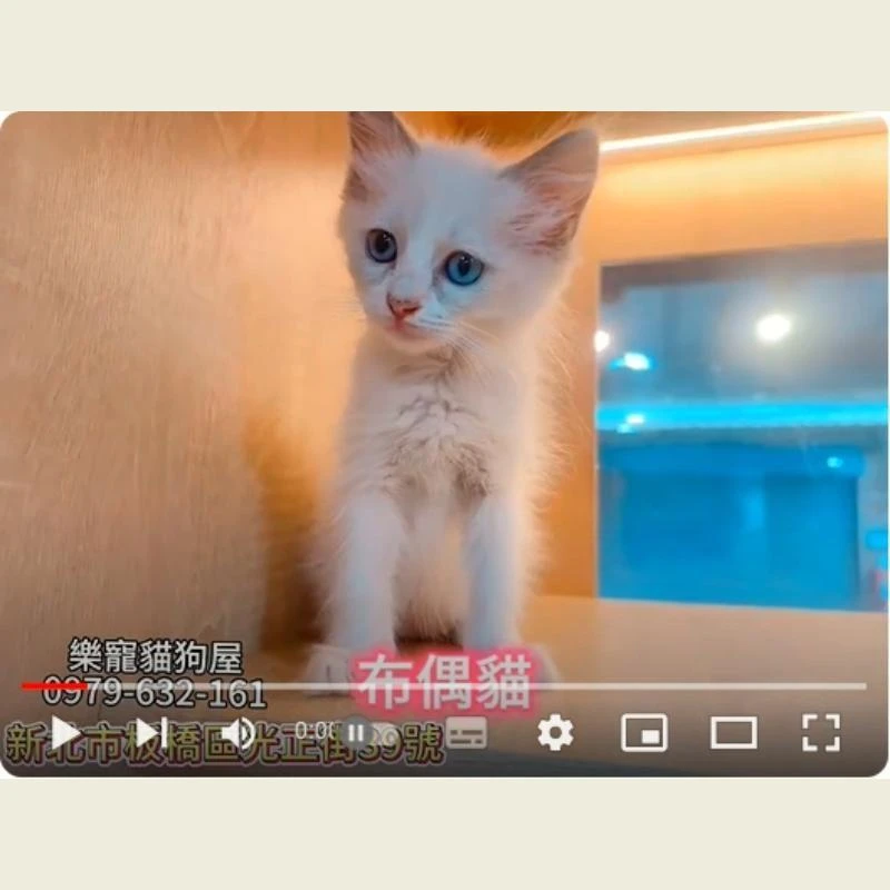 布偶貓,布偶貓幼貓