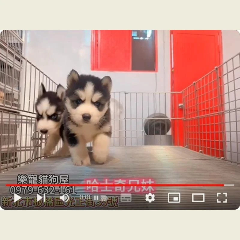 哈士奇兄妹,哈士奇,哈士奇幼犬