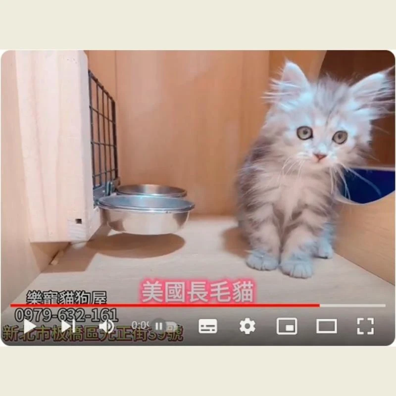 美國長毛貓,美長,美長幼貓