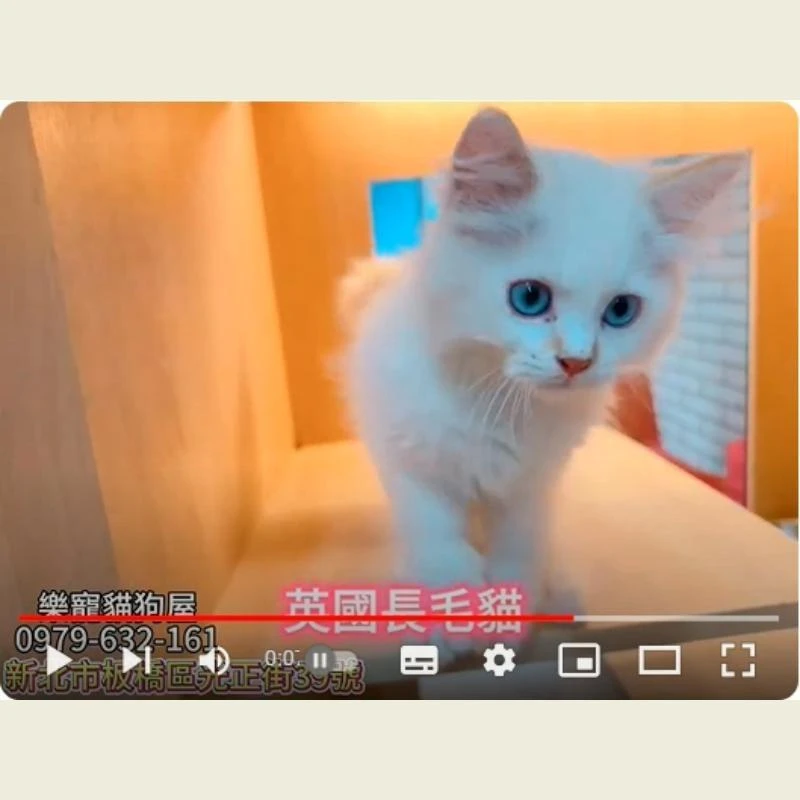 英國長毛貓,英長,英長幼貓