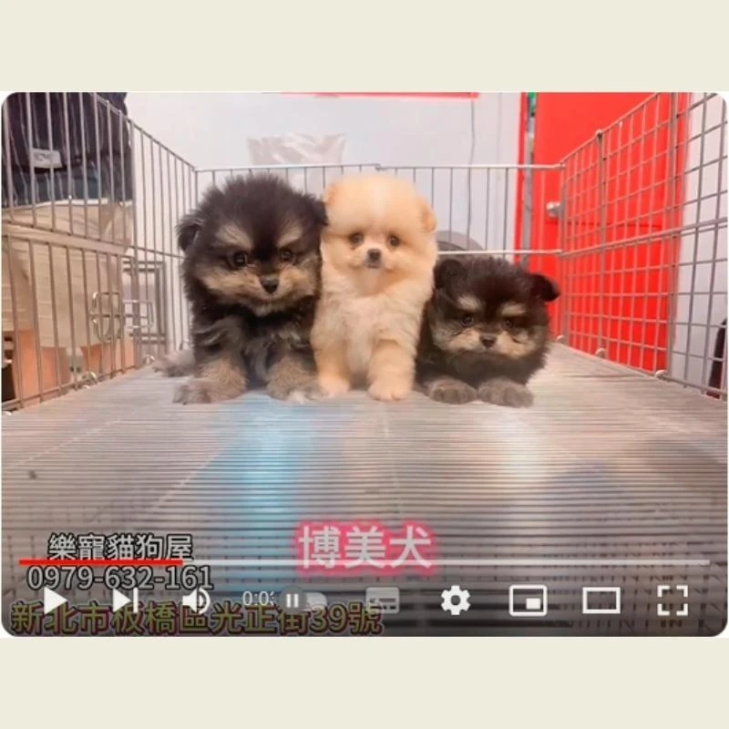 博美,博美幼犬