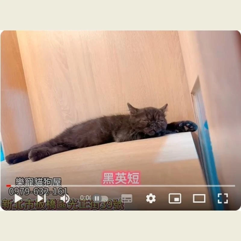 黑英短,英短,英短幼貓