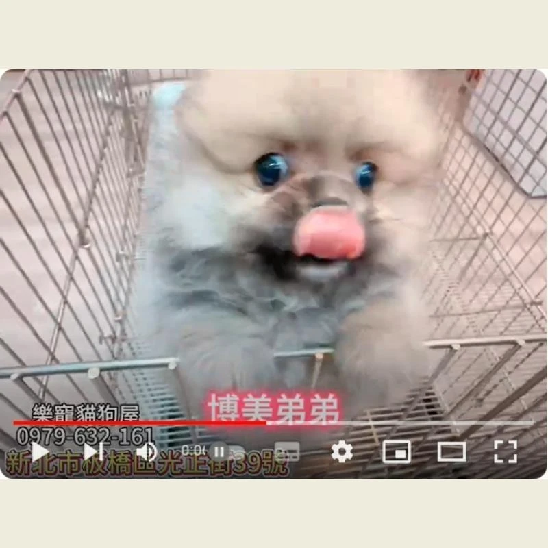 博美弟弟,博美,博美幼犬