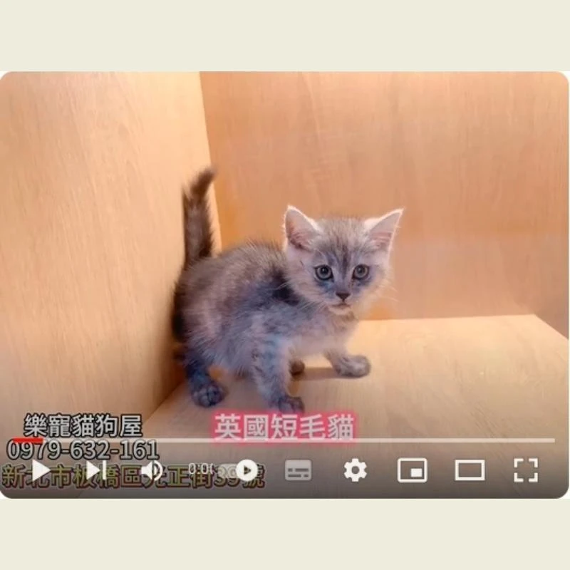 英國短毛貓,英短,英短幼貓