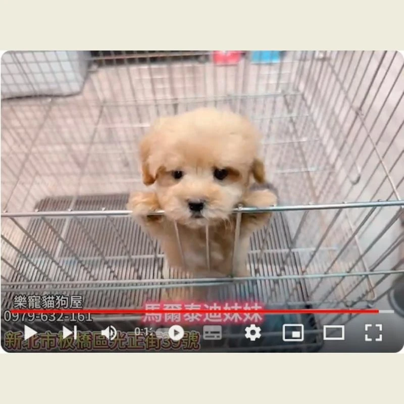 馬爾泰迪妹妹,馬爾泰迪,馬爾泰迪幼犬