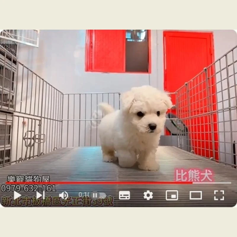 比熊犬,比熊幼犬