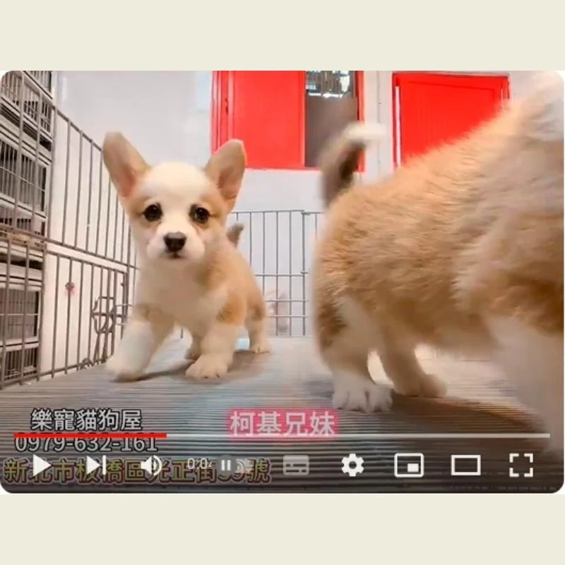 柯基兄妹,柯基,柯基幼犬