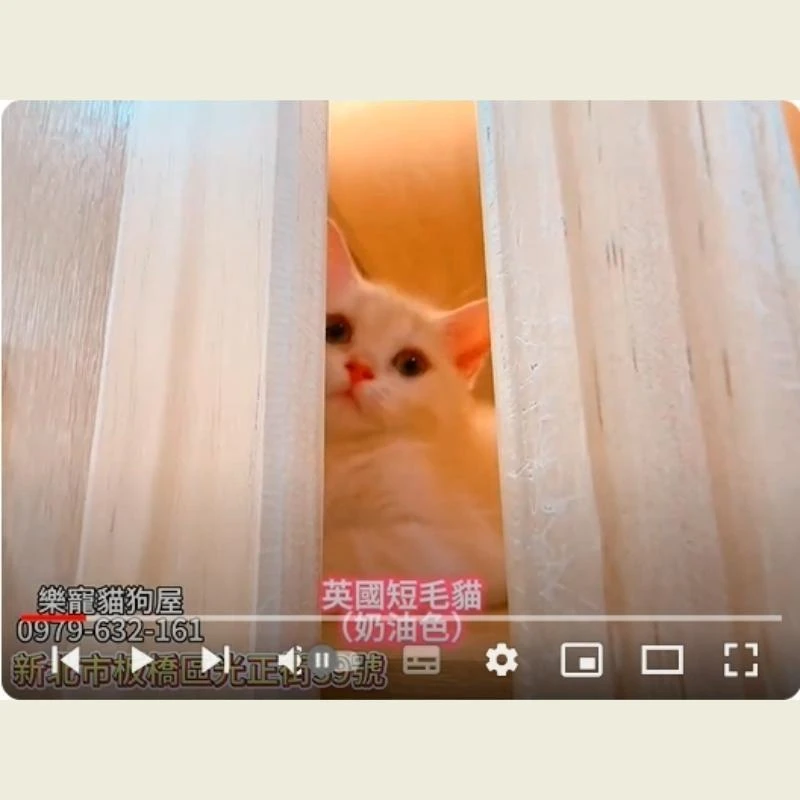 英國短毛貓,英短,英短幼貓