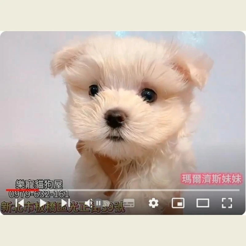 馬爾濟斯妹妹,馬爾濟斯,馬爾濟斯幼犬