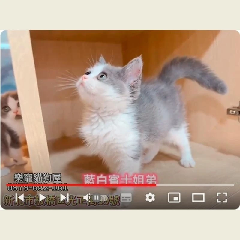 藍白賓士姊弟,藍白賓士,賓士幼貓