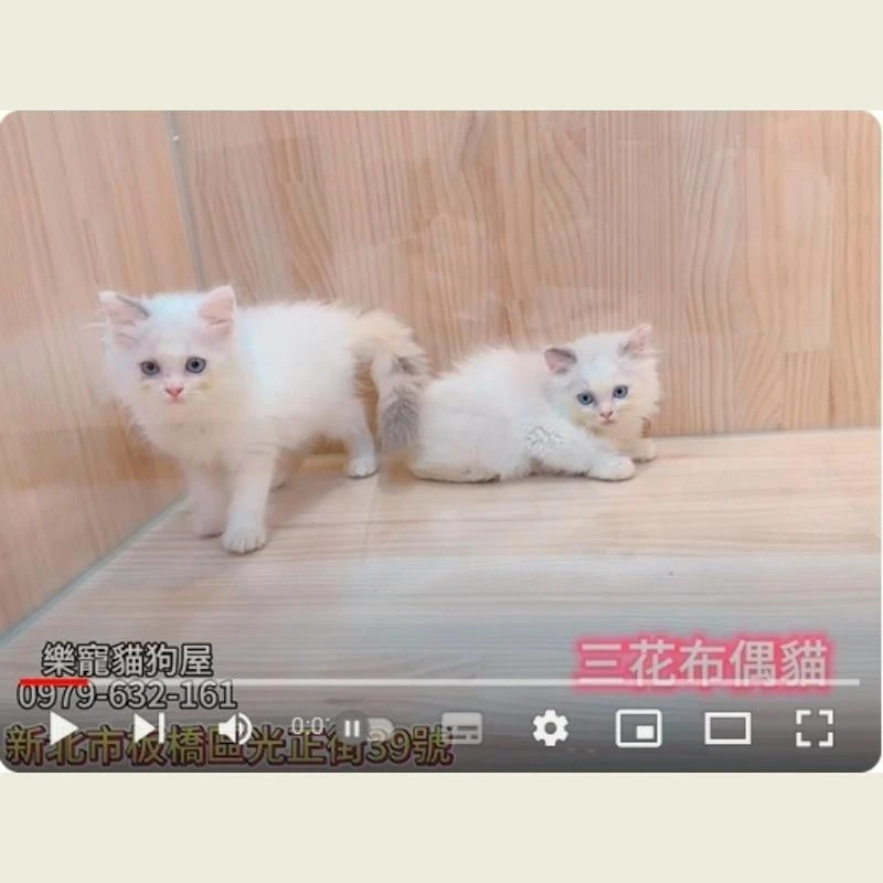 三花布偶貓,布偶貓,布偶貓幼貓