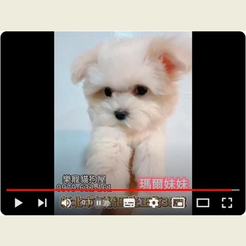 瑪爾妹妹,瑪爾濟斯,瑪爾濟斯幼犬