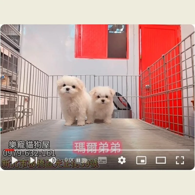 瑪爾弟弟,瑪爾濟斯,瑪爾濟斯幼犬