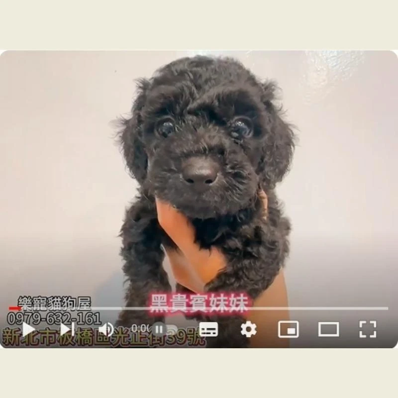 黑貴賓妹妹,貴賓,貴賓幼犬