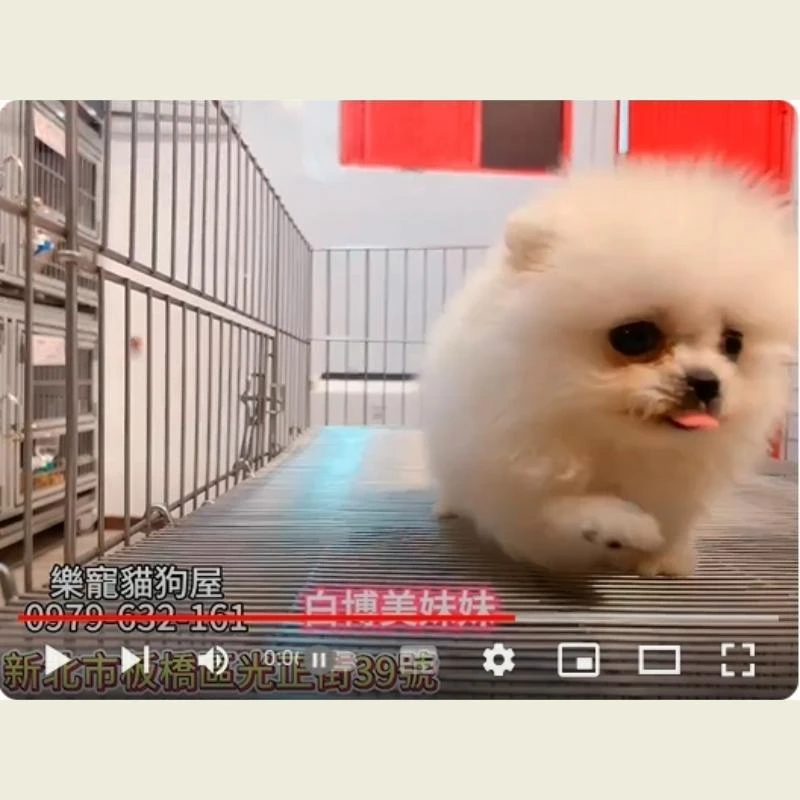 白博美妹妹,博美,博美幼犬