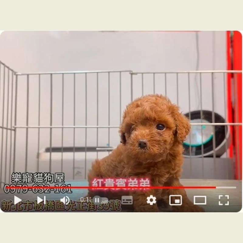 紅貴賓弟弟,貴賓,貴賓幼犬