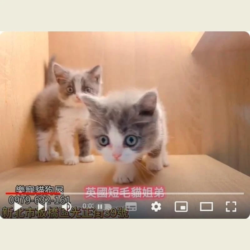 英國短毛貓姊弟,英短,英短幼貓