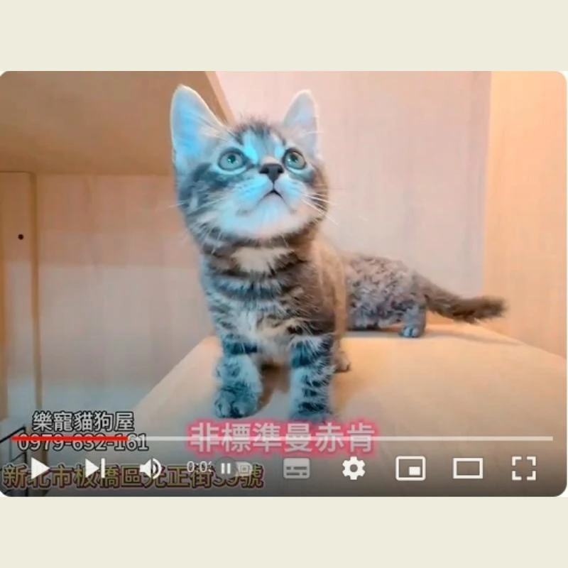 非標準曼赤肯,曼赤肯,曼赤肯幼貓