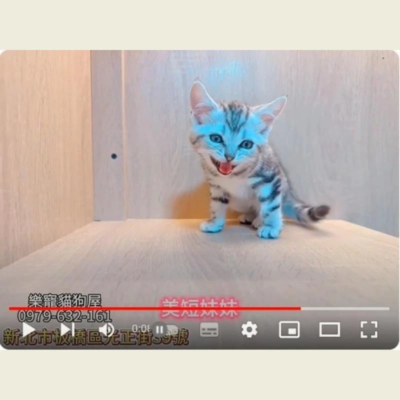 美短妹妹,美短,美短幼貓