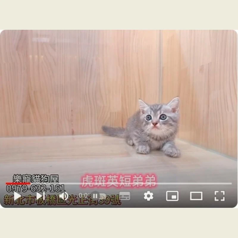 虎斑英短弟弟,英短,英短幼貓