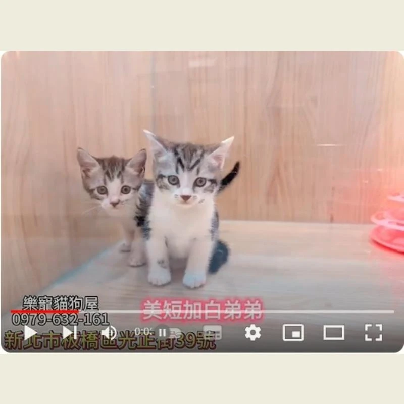 美短加白弟弟,美短,美短幼貓