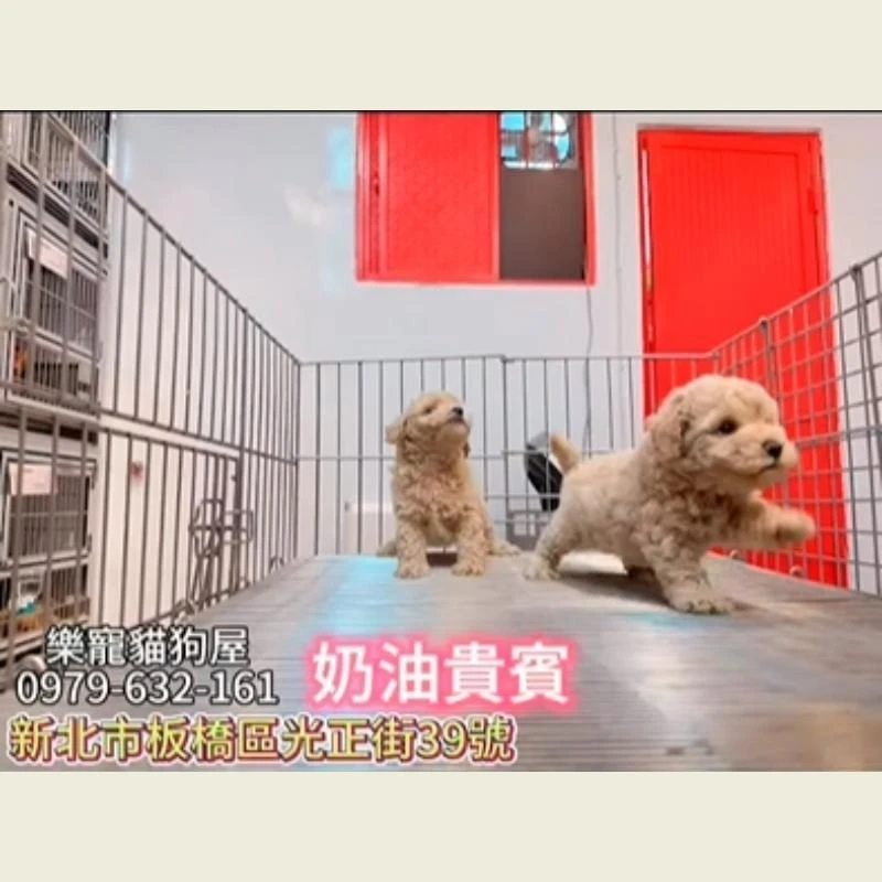奶油貴賓,貴賓,貴賓幼犬
