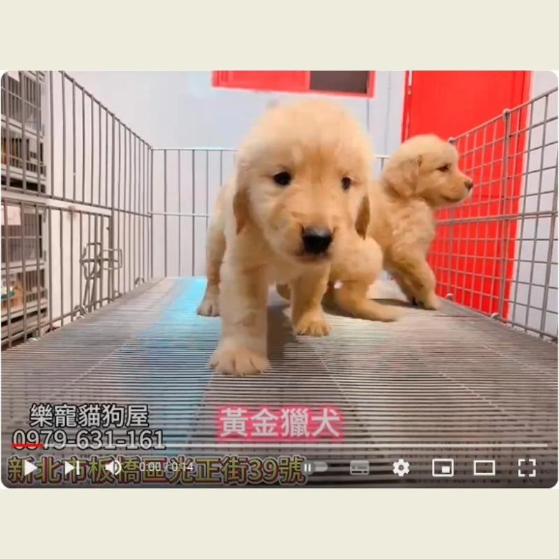 黃金獵犬,黃金獵犬幼犬