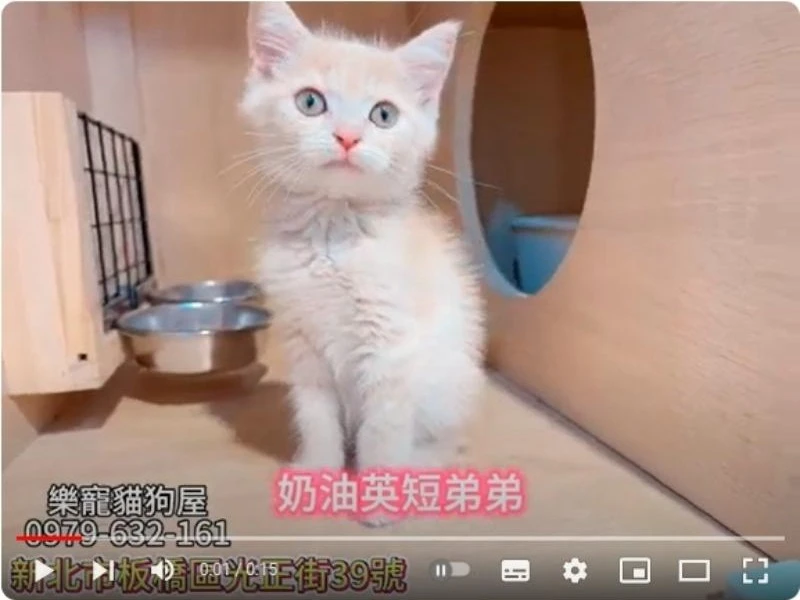 奶油英短弟弟,奶油英短,英短幼貓