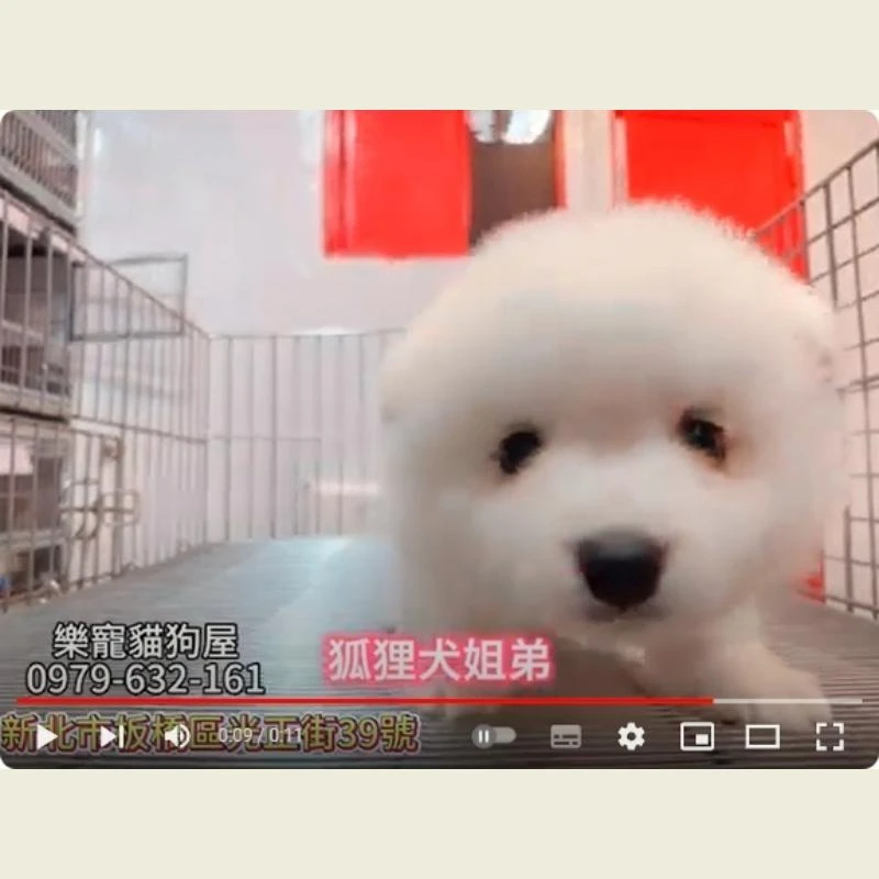 狐狸犬姊弟,狐狸犬,狐狸犬幼犬